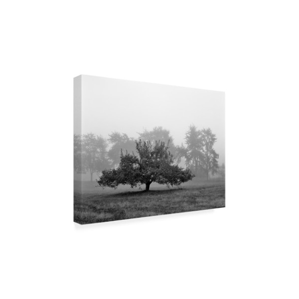 Monte Nagler 'Apple Tree Southfield Michigan' Canvas Art,24x32